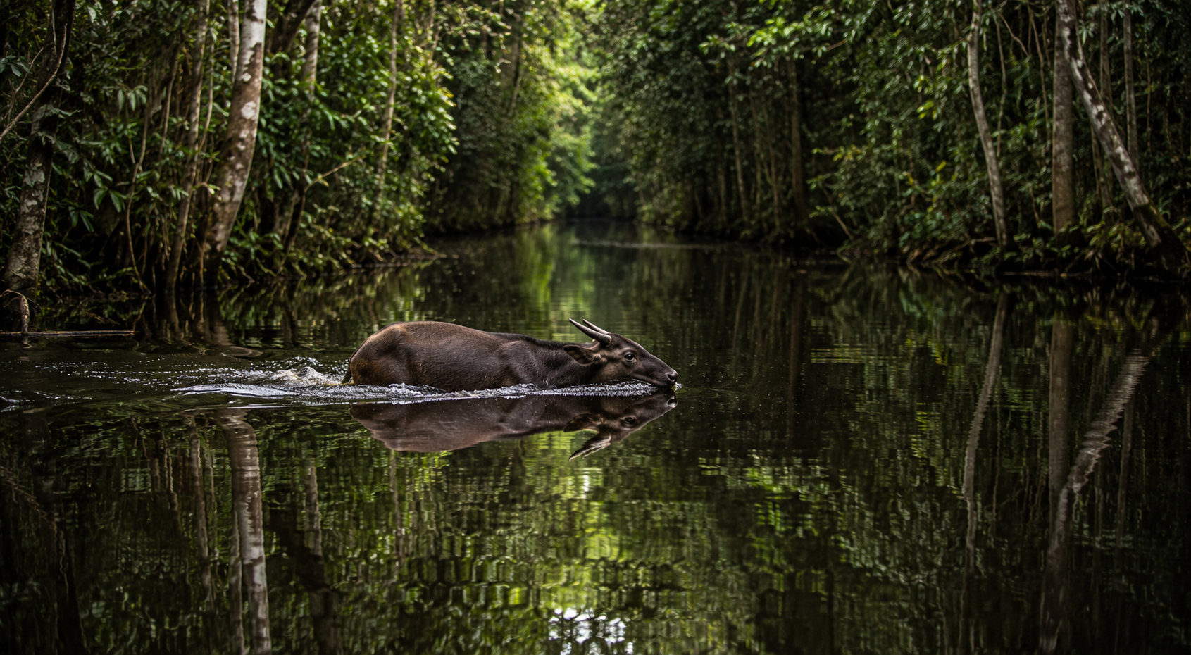 Reserva Nacional Pacaya-Samiria desde Yurimaguas, conocida como la selva de los espejos en la Amazonía peruana